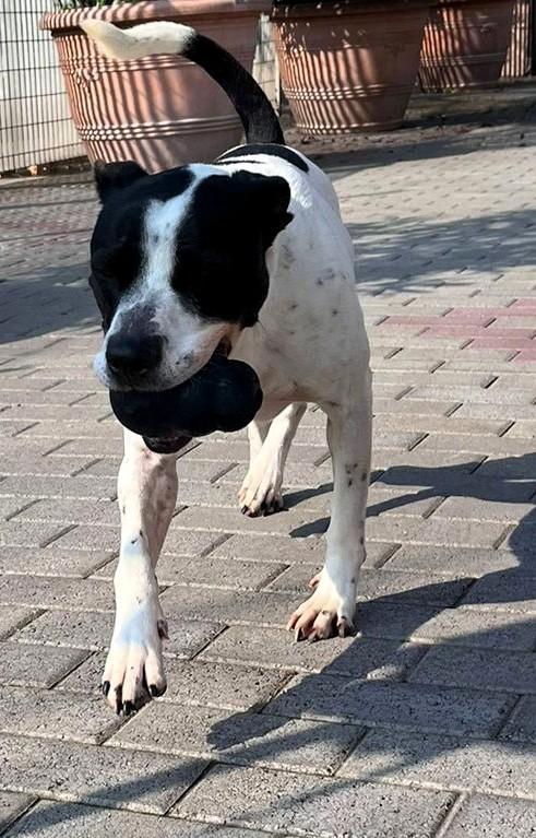 BLACK GENTILCANE Foto 4